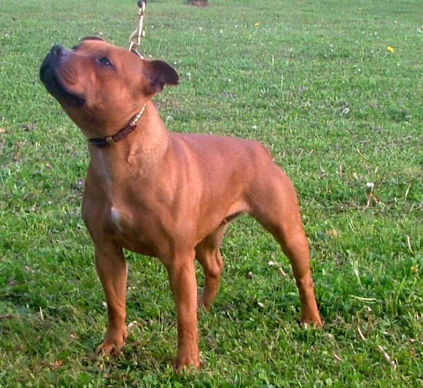 Publication : of Red Twister