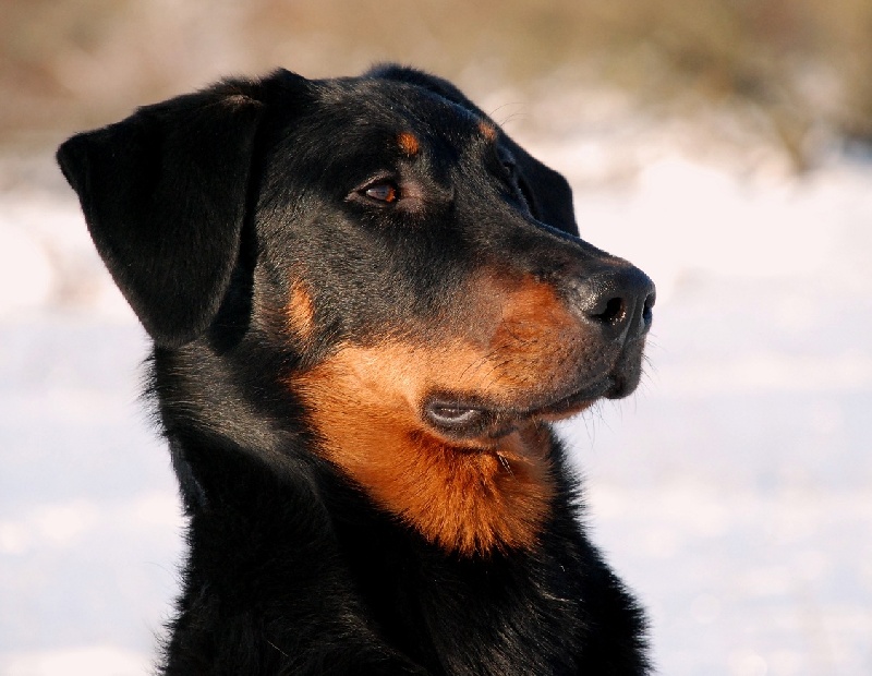 Jazz du Fond des Camps