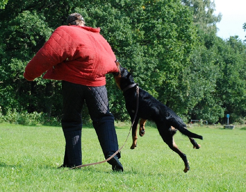 Jazz du Fond des Camps