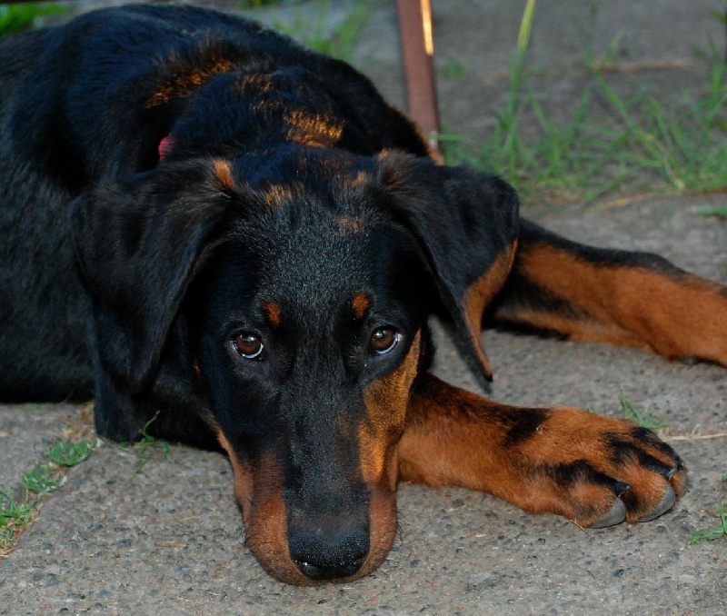Jazz du Fond des Camps