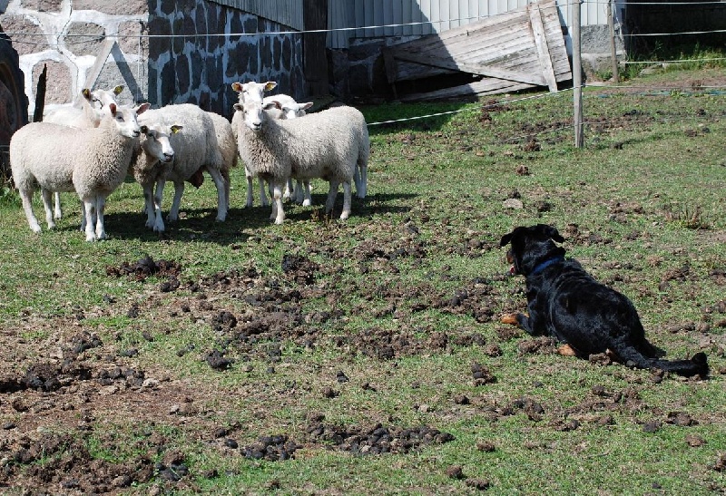 Unique de la vallee des marronniers Grand Lutin - Apté
