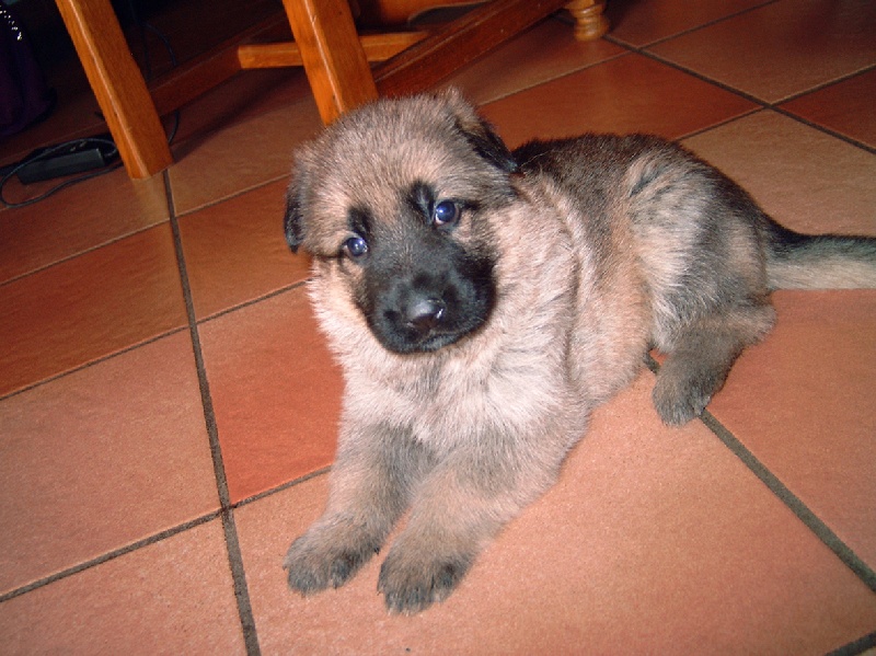 Publication : du Sol Invictus Auteur : Aurélien Libert