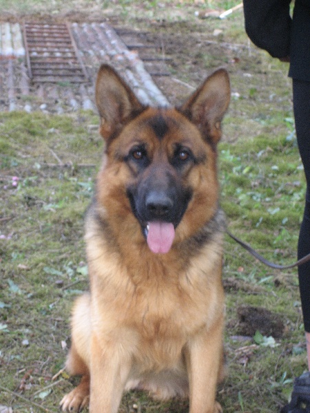 Publication : du Sol Invictus Auteur : Libert Aurélien