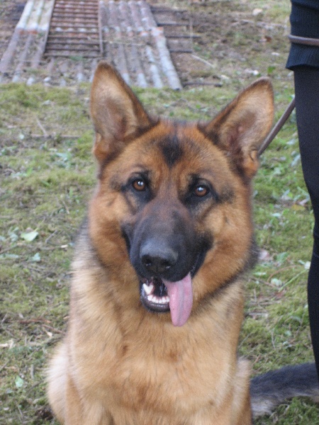 Publication : du Sol Invictus Auteur : Libert Aurélien