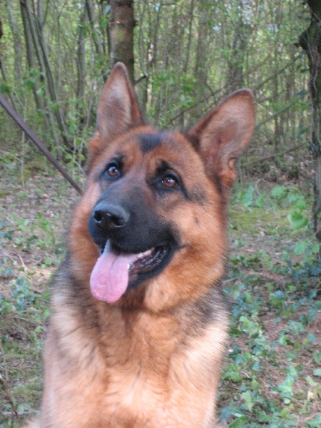 Publication : du Sol Invictus Auteur : Libert Aurélien