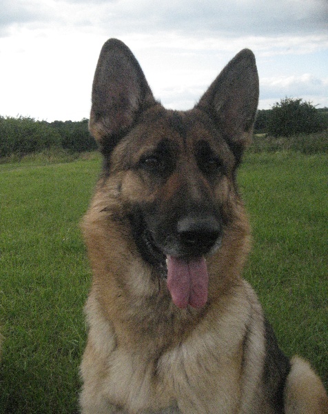 Publication : du Sol Invictus Auteur : Aurélien Libert