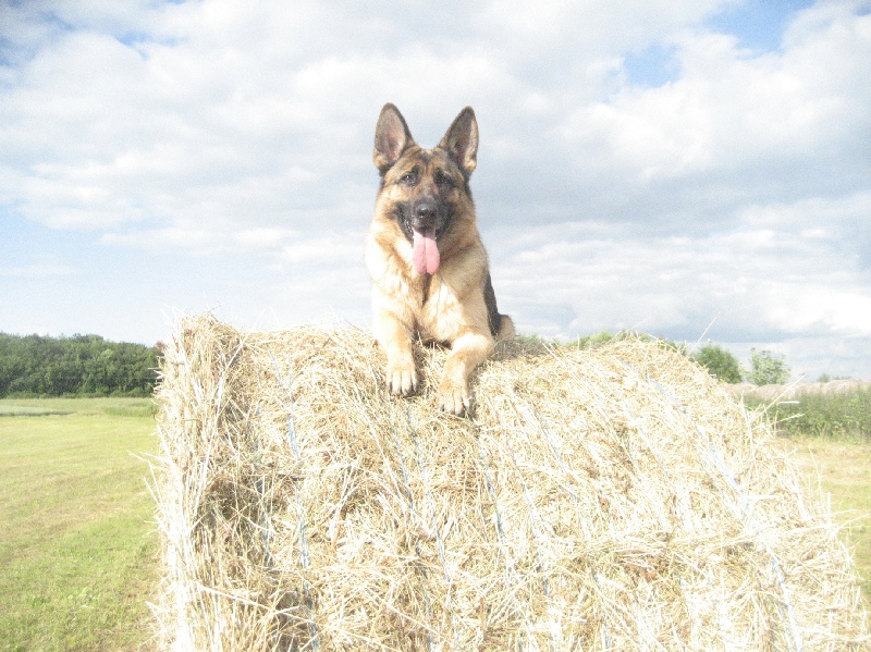 Publication : du Sol Invictus Auteur : Aurélien Libert