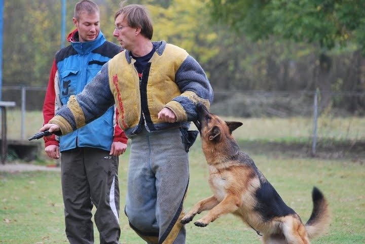 CH. Ceba D'il ha gwilun - Brevet ring