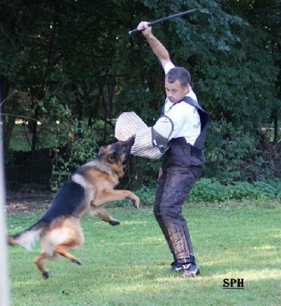 CH. Ceba D'il ha gwilun - Körung KKL1