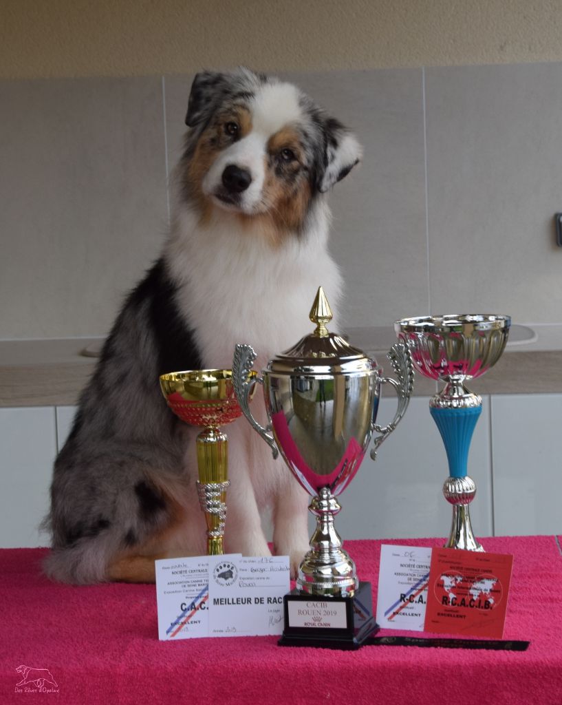 Accueil Elevage Des Reves D Opaline Eleveur De Chiens Berger Australien