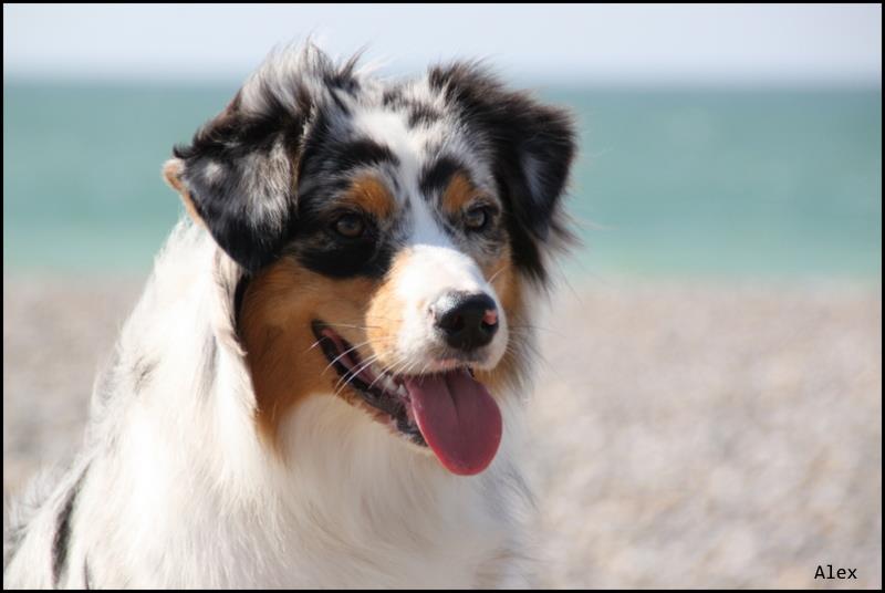 Sr.gucci blue jewel des rêves d'opaline