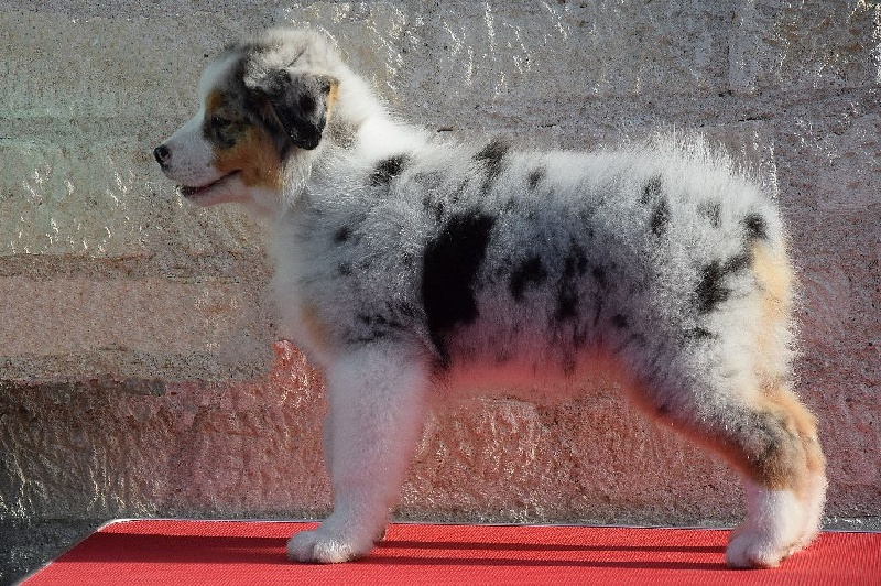 Lloyd my gem des rêves d'opaline