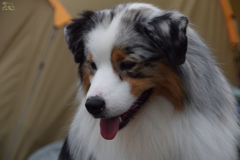 Lloyd my gem des rêves d'opaline