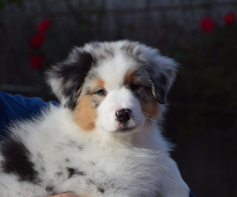 Lloyd my gem des rêves d'opaline