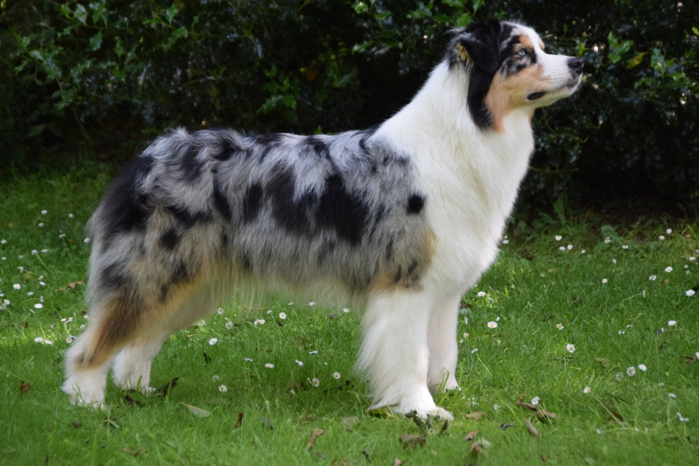 Valiant sweet heart des rêves d'opaline