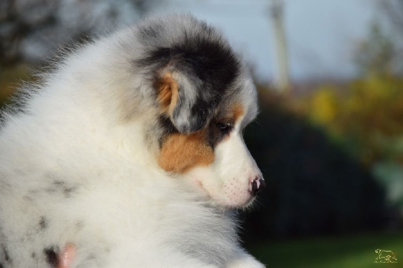 Lloyd my gem des rêves d'opaline