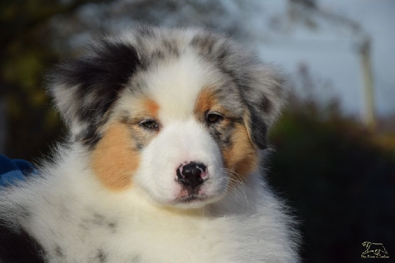 Lloyd my gem des rêves d'opaline