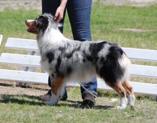 Sr.gucci blue jewel des rêves d'opaline