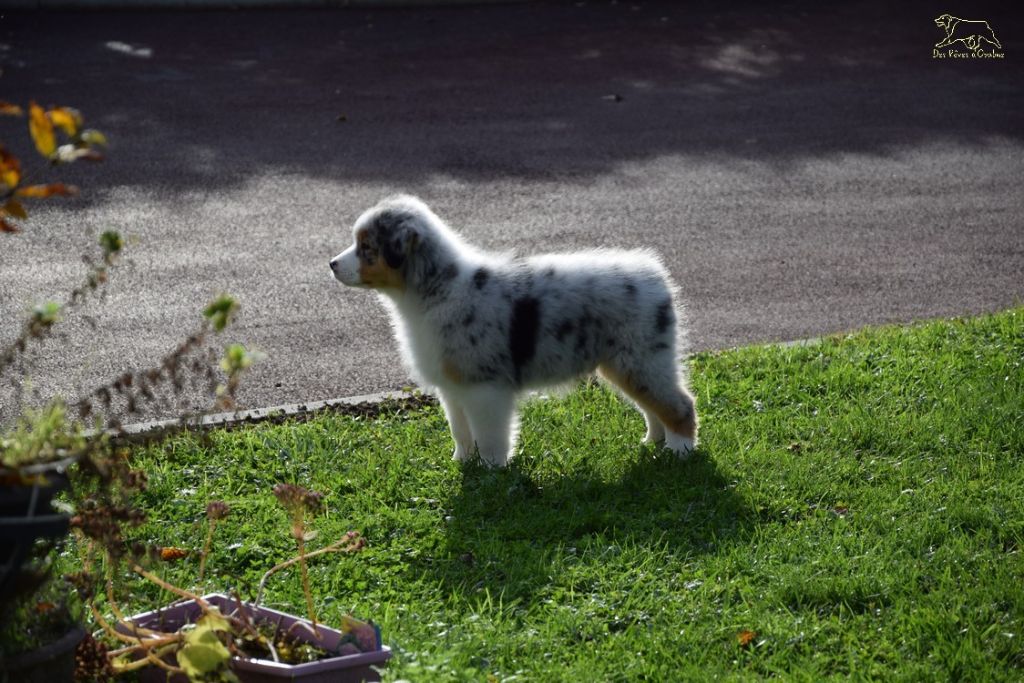 Lloyd my gem des rêves d'opaline
