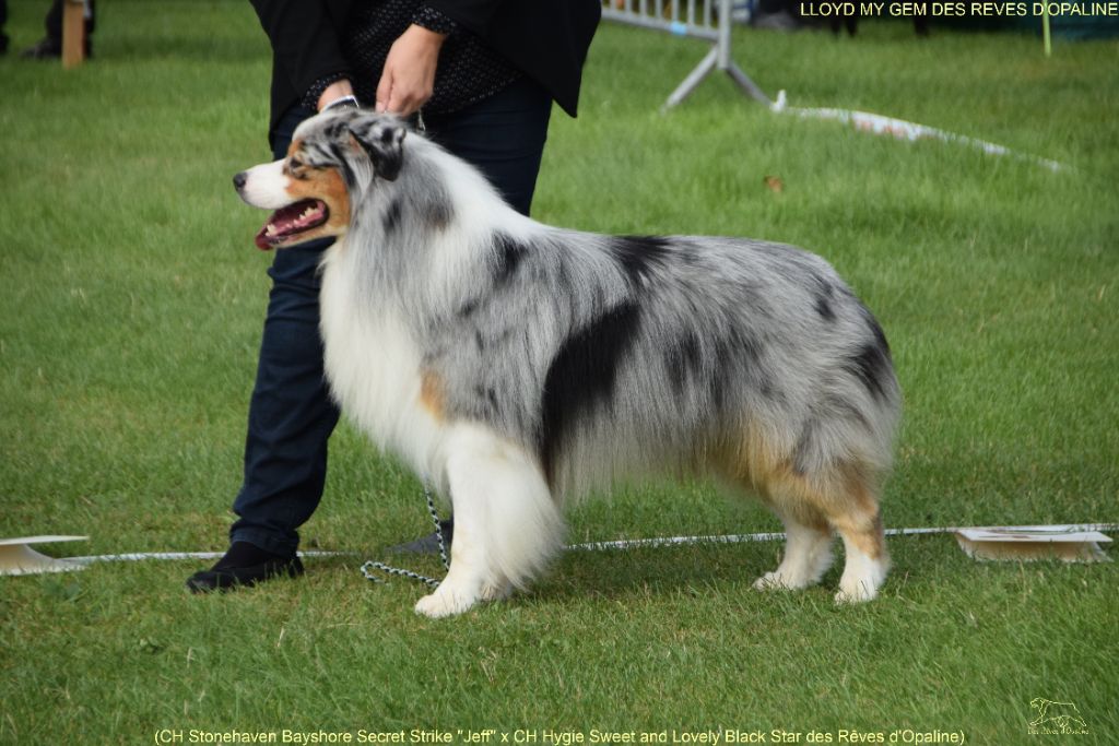Lloyd my gem des rêves d'opaline