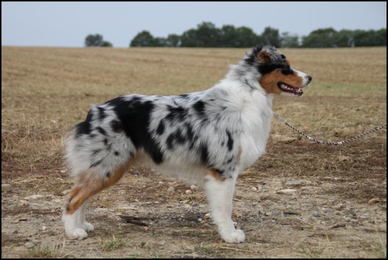 Sr.gucci blue jewel des rêves d'opaline