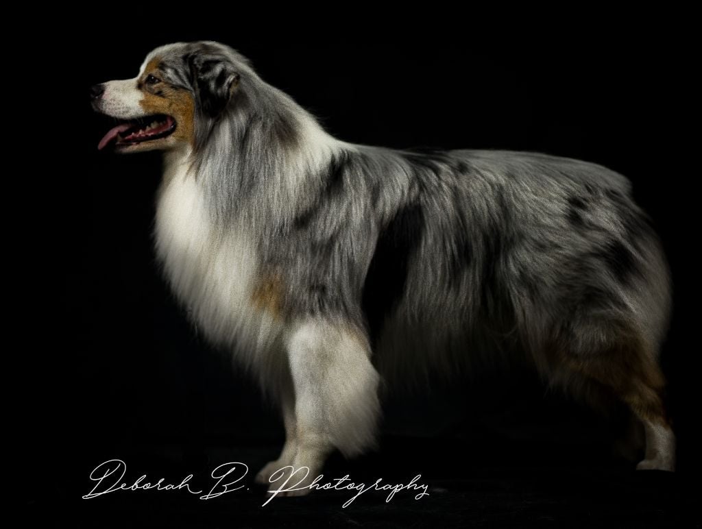 Lloyd my gem des rêves d'opaline