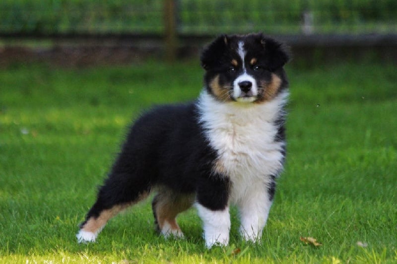 Jad'or black angel des rêves d'opaline