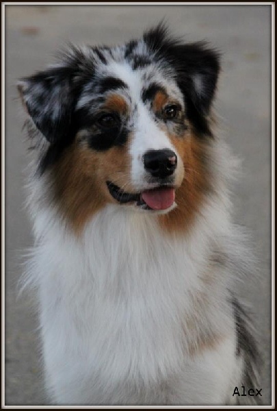 Sr.gucci blue jewel des rêves d'opaline