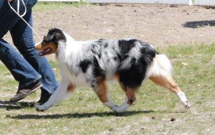 Sr.gucci blue jewel des rêves d'opaline