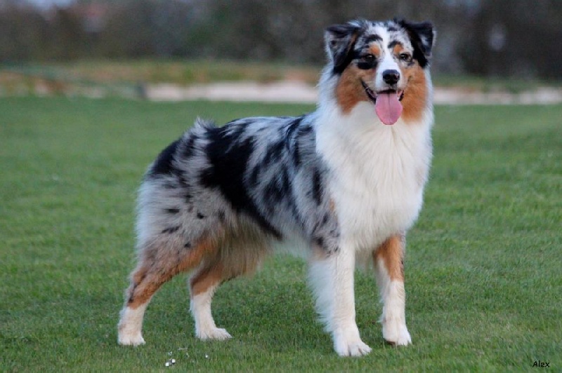 Sr.gucci blue jewel des rêves d'opaline