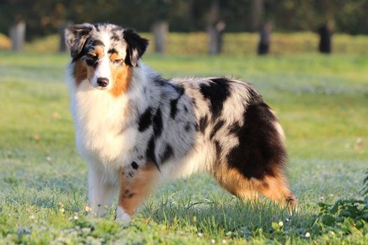 Sr.gucci blue jewel des rêves d'opaline