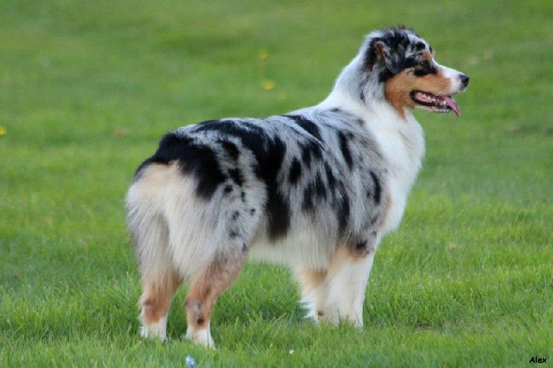 Sr.gucci blue jewel des rêves d'opaline