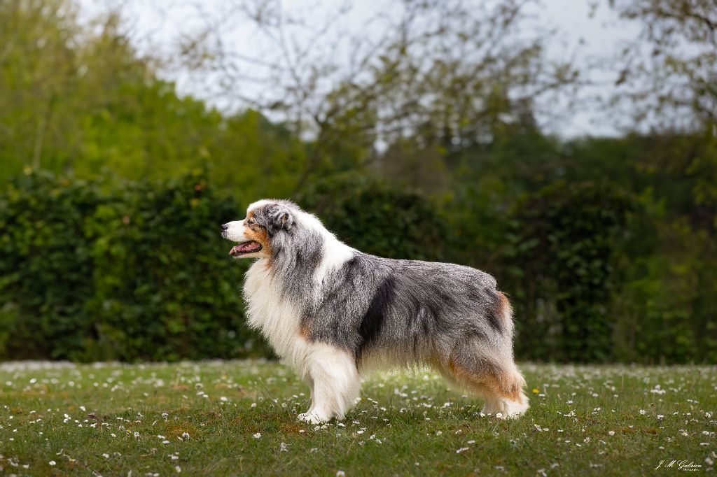 Lloyd my gem des rêves d'opaline