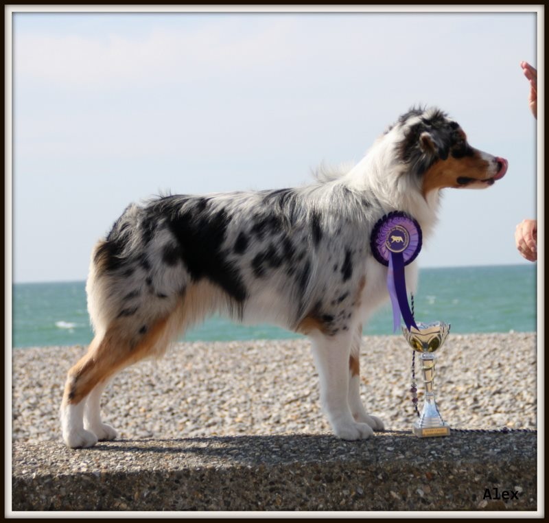 Sr.gucci blue jewel des rêves d'opaline