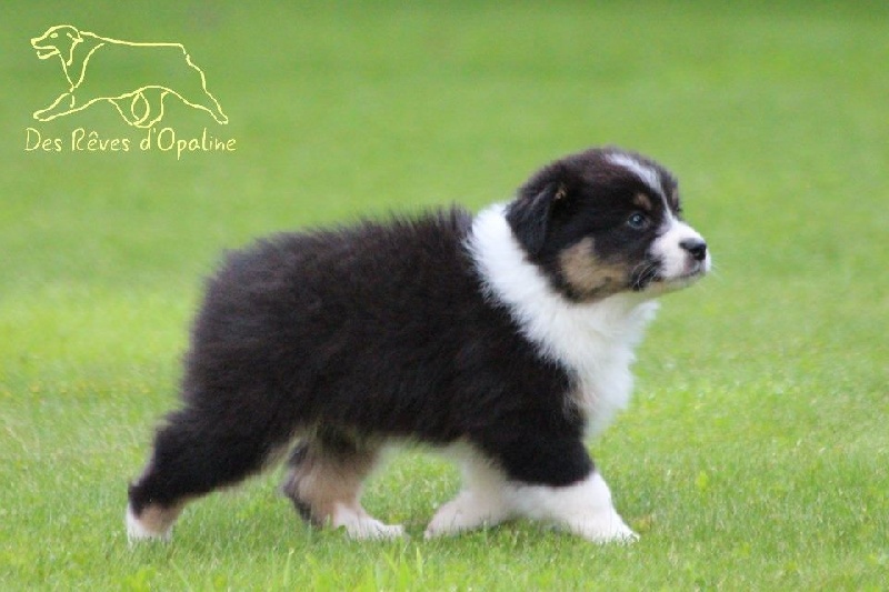 Jad'or black angel des rêves d'opaline