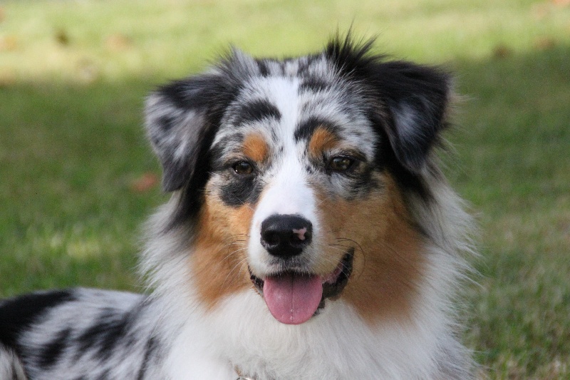 Sr.gucci blue jewel des rêves d'opaline