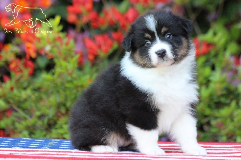 Jad'or black angel des rêves d'opaline