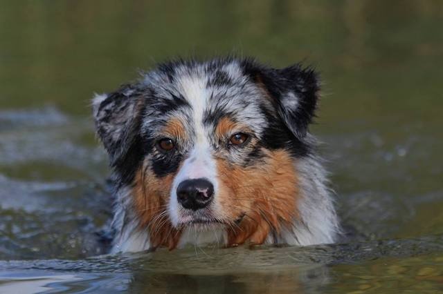 Sr.gucci blue jewel des rêves d'opaline