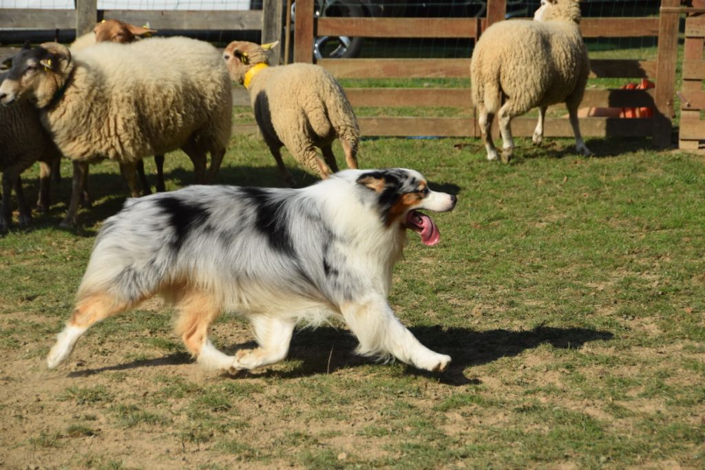 Lloyd my gem des rêves d'opaline