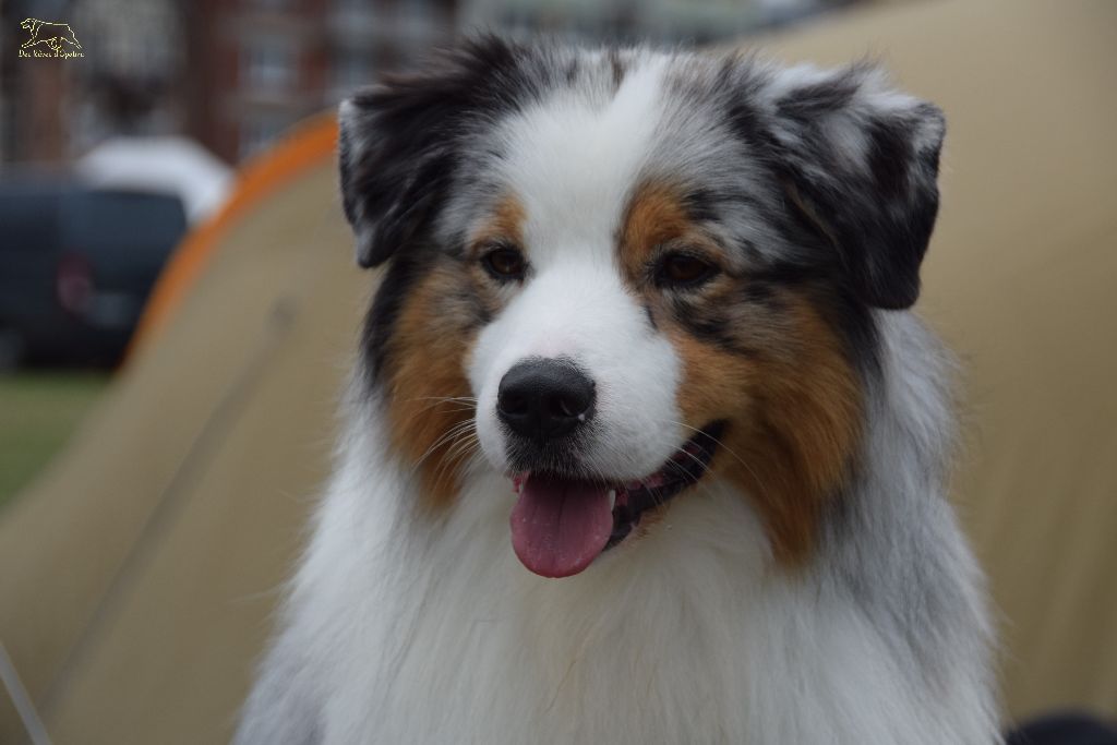 Lloyd my gem des rêves d'opaline