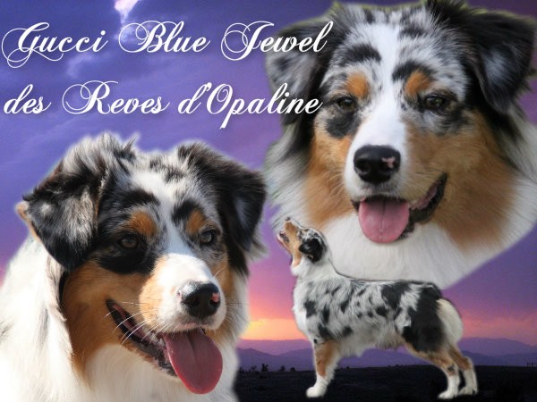 Sr.gucci blue jewel des rêves d'opaline