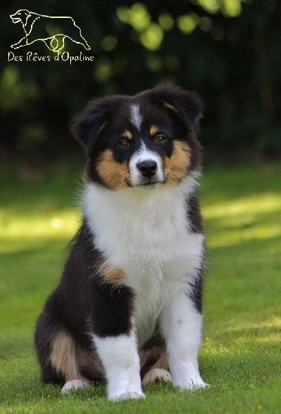 Jad'or black angel des rêves d'opaline