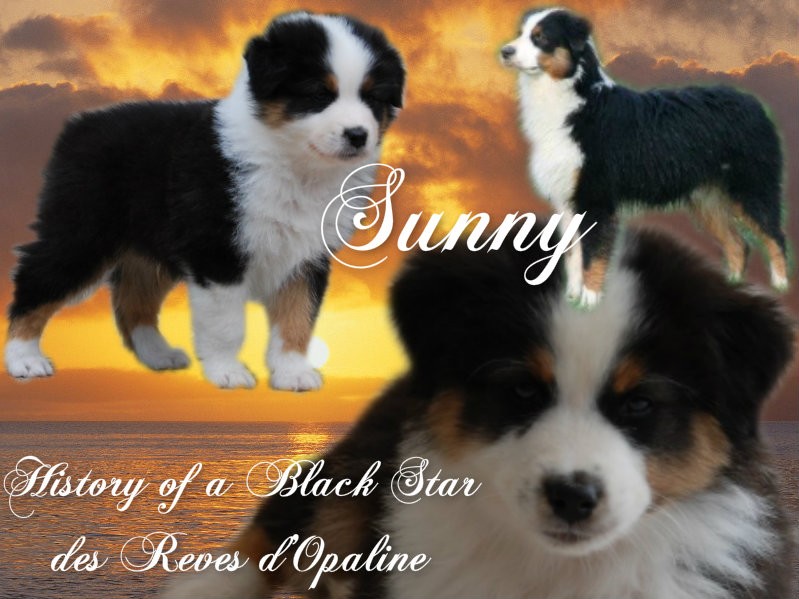 CH. History of a black star dit sunny des rêves d'opaline