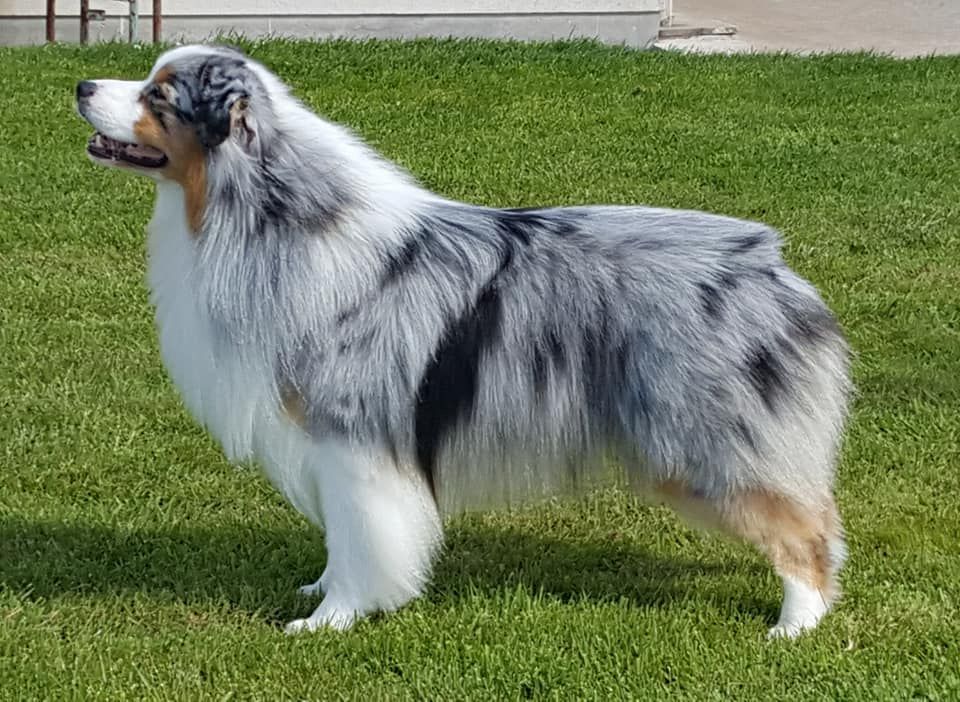 Lloyd my gem des rêves d'opaline