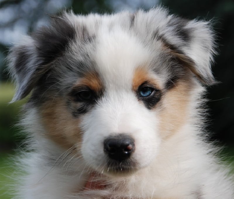 Chiot - Elevage des rêves d'opaline - eleveur de chiens Berger Australien
