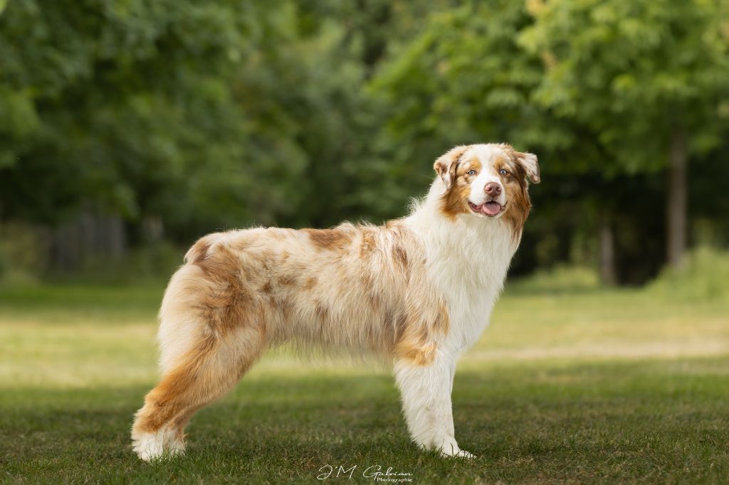 Victor of-the-gold medal des rêves d'opaline - 2ème EXCELLENT Classe jeune