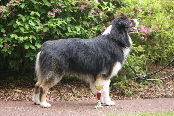 Fire under control my american black love des rêves d'opaline - 1er EXCELLENT classe INTERMEDIAIRE