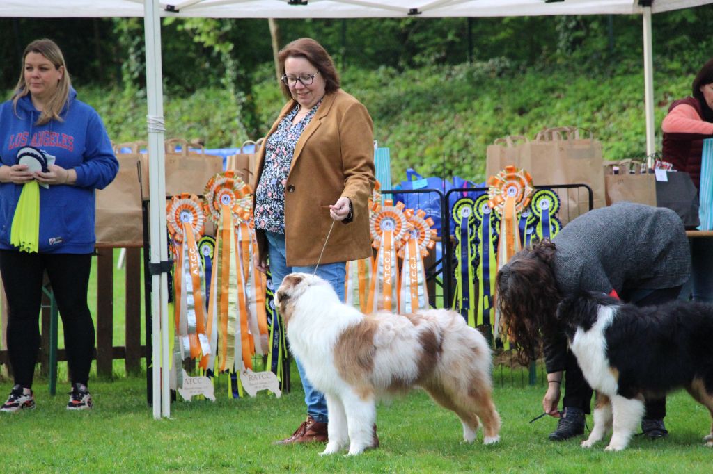 Victor of-the-gold medal des rêves d'opaline - 3ème/5 TRES PROMETTEUR PUPPY MALE