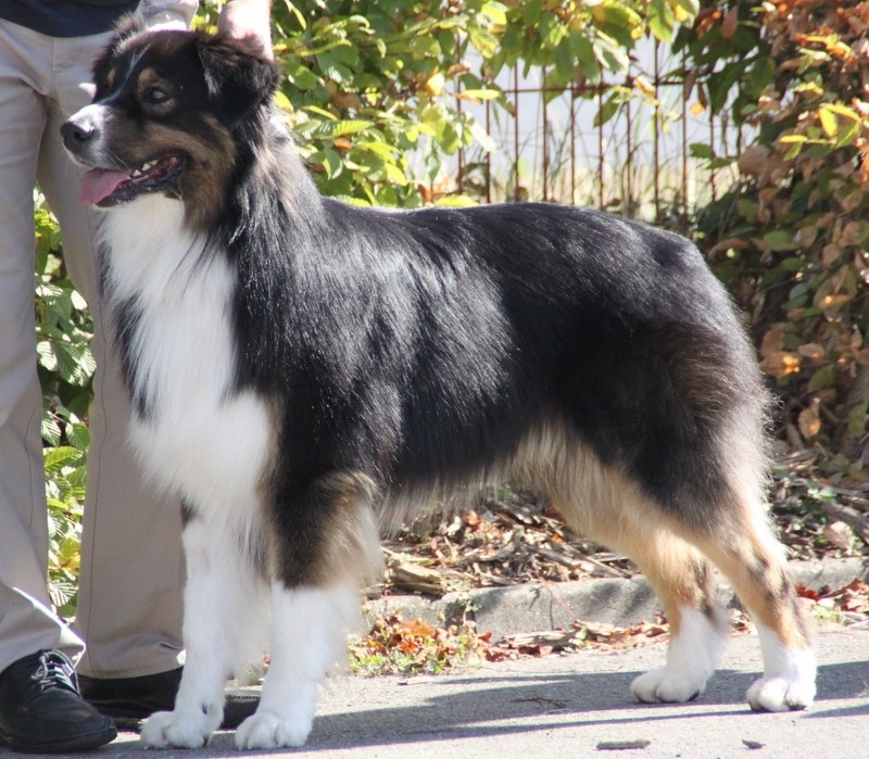 Fire under control my american black love des rêves d'opaline - 4ème EXCELLENT classe OUVERTE