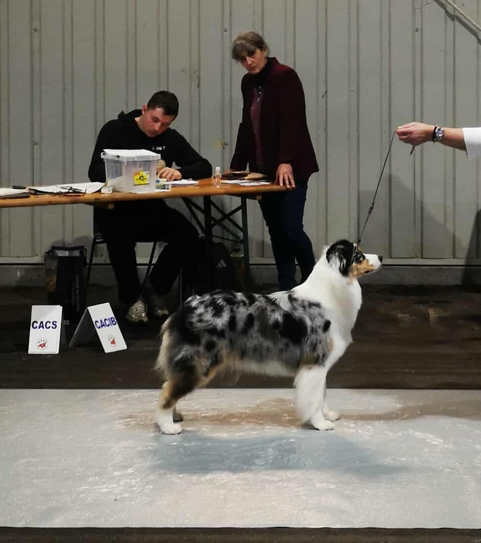 Valiant sweet heart des rêves d'opaline - 1ère EXC/7 + CACIB-J + MEILLEUR JEUNE/11 + qualification CRUFTS